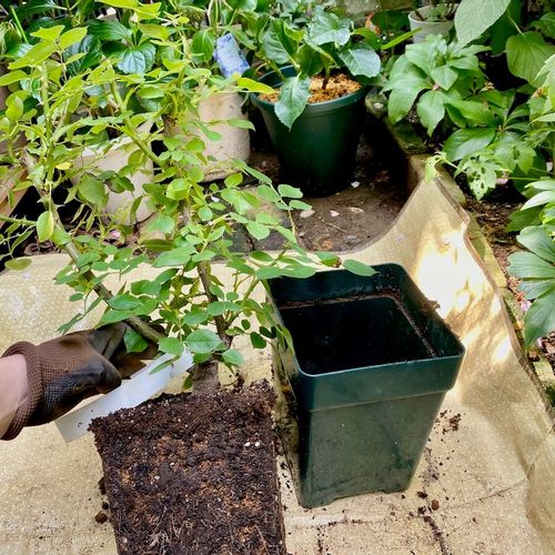 バラ 薔薇 の植え替え 時期はいつ 土や鉢の選び方は 失敗しないコツは Greensnap グリーンスナップ