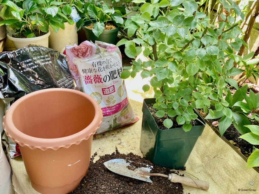 バラ 植え替え 鉢や土