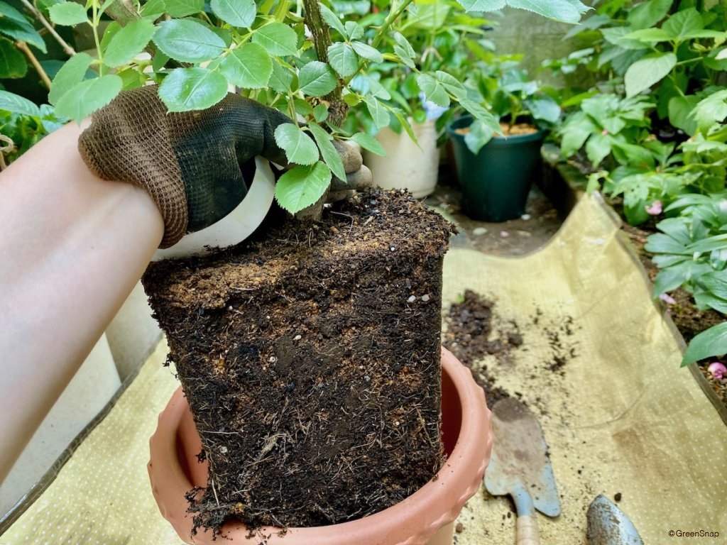 植え替え バラの根鉢を崩す