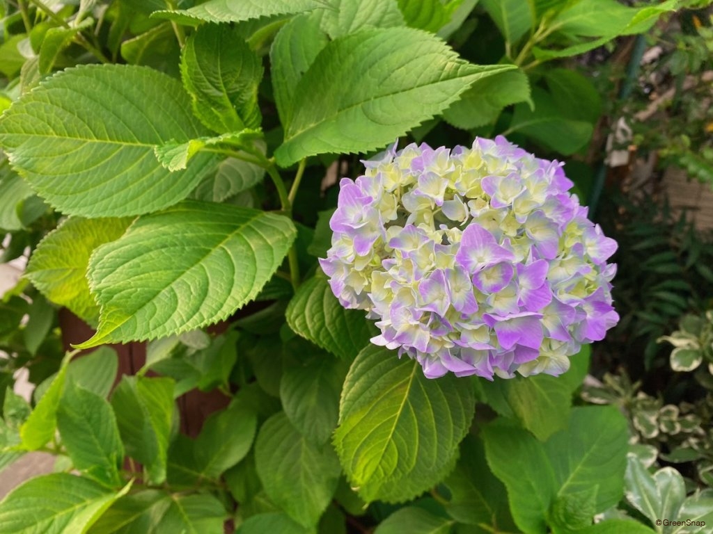鉢植え紫陽花 アジサイ の植え替え 時期はいつ 株分けもできる Greensnap グリーンスナップ