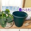 鉢植え紫陽花の植え替え｜失敗しない時期や方法は？植え替え頻度は？の画像