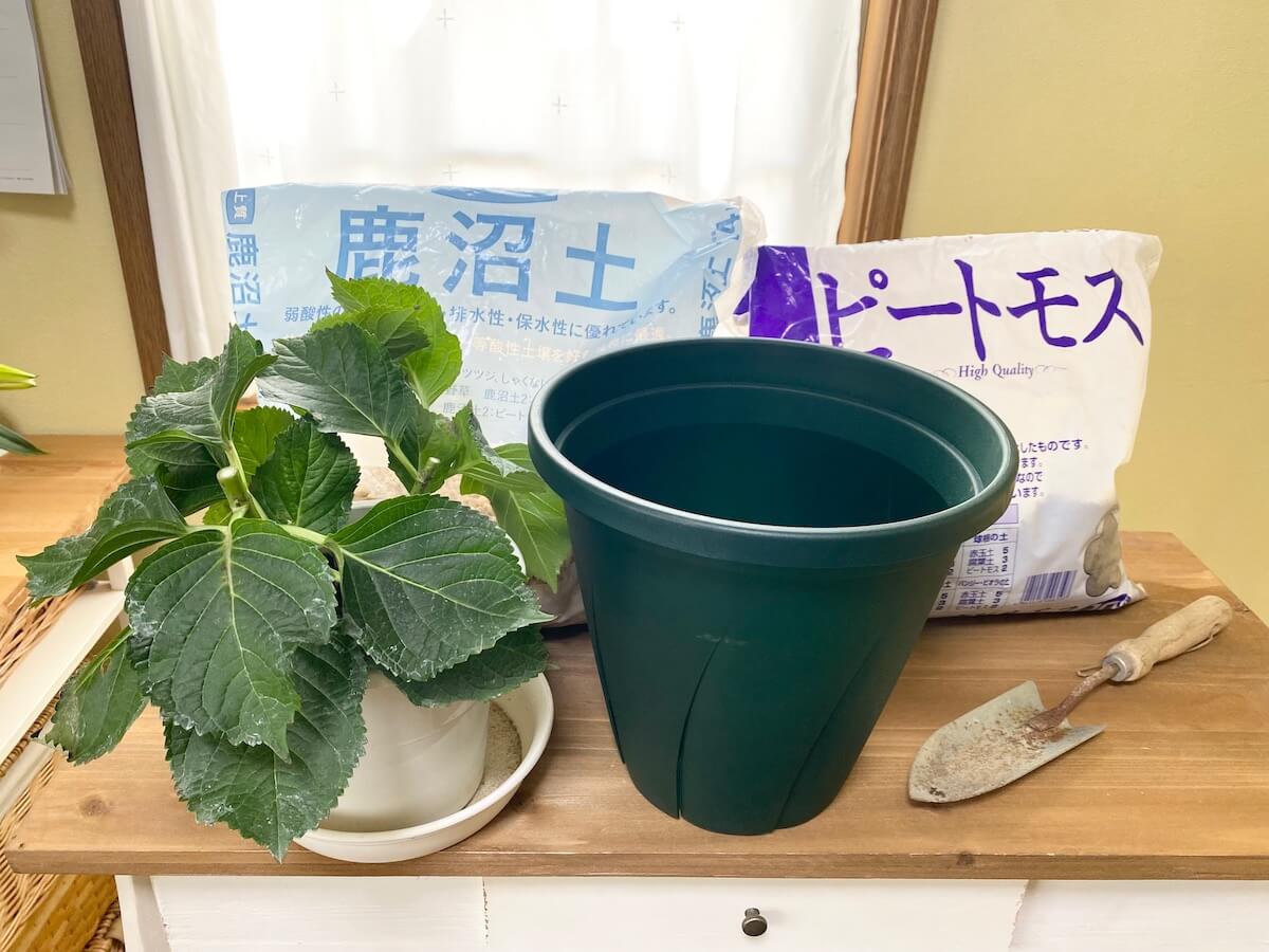 鉢植え紫陽花 アジサイ の植え替え 時期はいつ 株分けもできる Greensnap グリーンスナップ