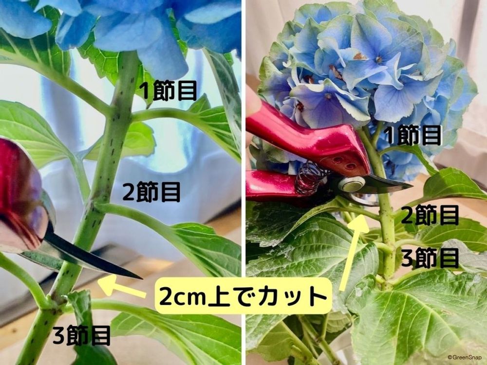 花から2〜3節目の上で剪定