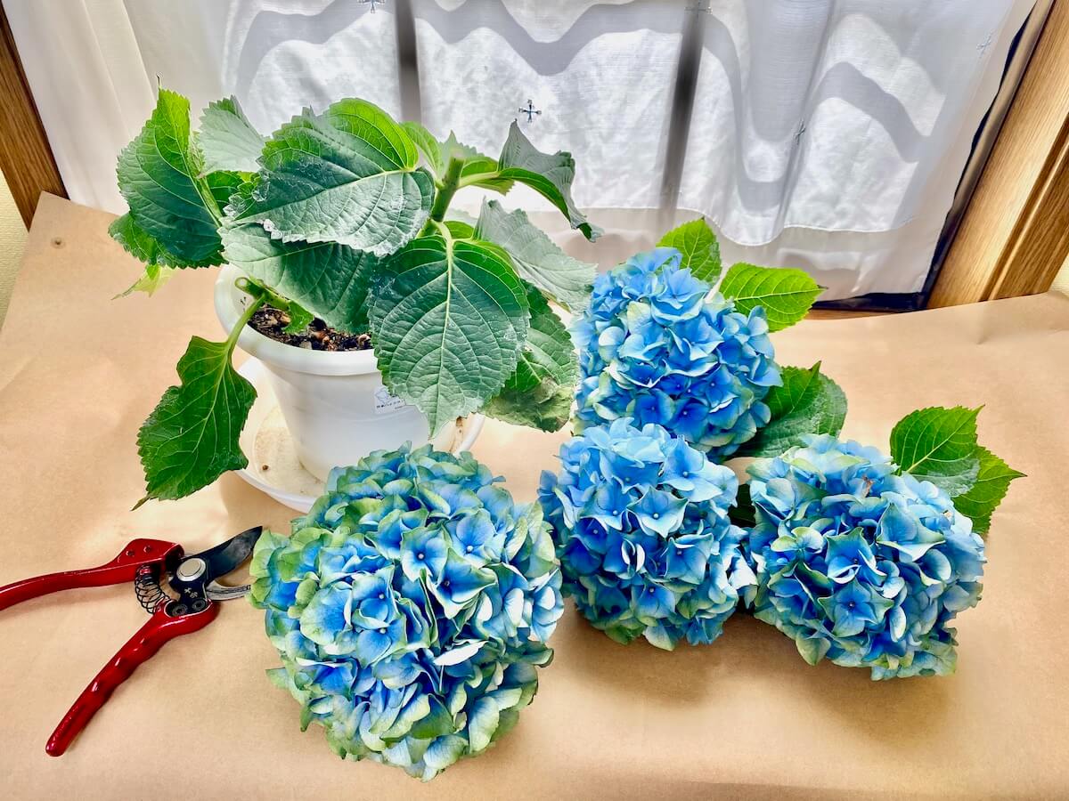 紫陽花の剪定時期はいつで、どこを切る？冬に強剪定しても大丈夫 
