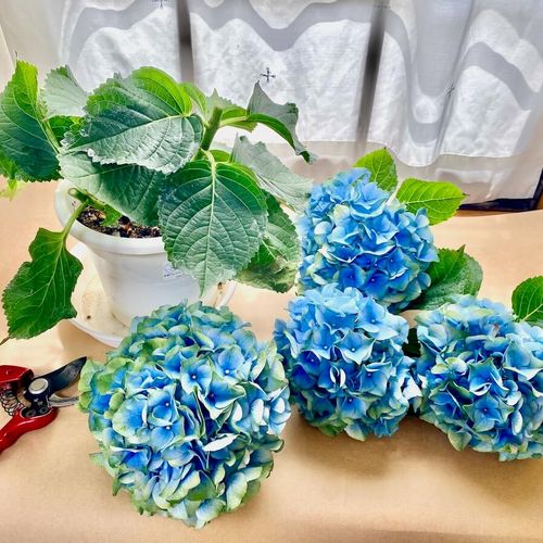 不具合があります人気紫陽花開花終了 大株 剪定済み - 植物/観葉植物