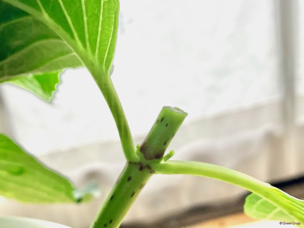 紫陽花 アジサイ の剪定 時期はいつ 根元から切る 切る位置の選び方は Greensnap グリーンスナップ