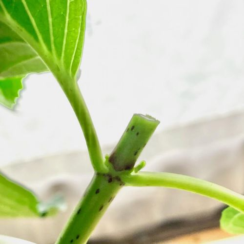 紫陽花 アジサイ の剪定 時期はいつ 根元から切る 切る位置の選び方は Greensnap グリーンスナップ