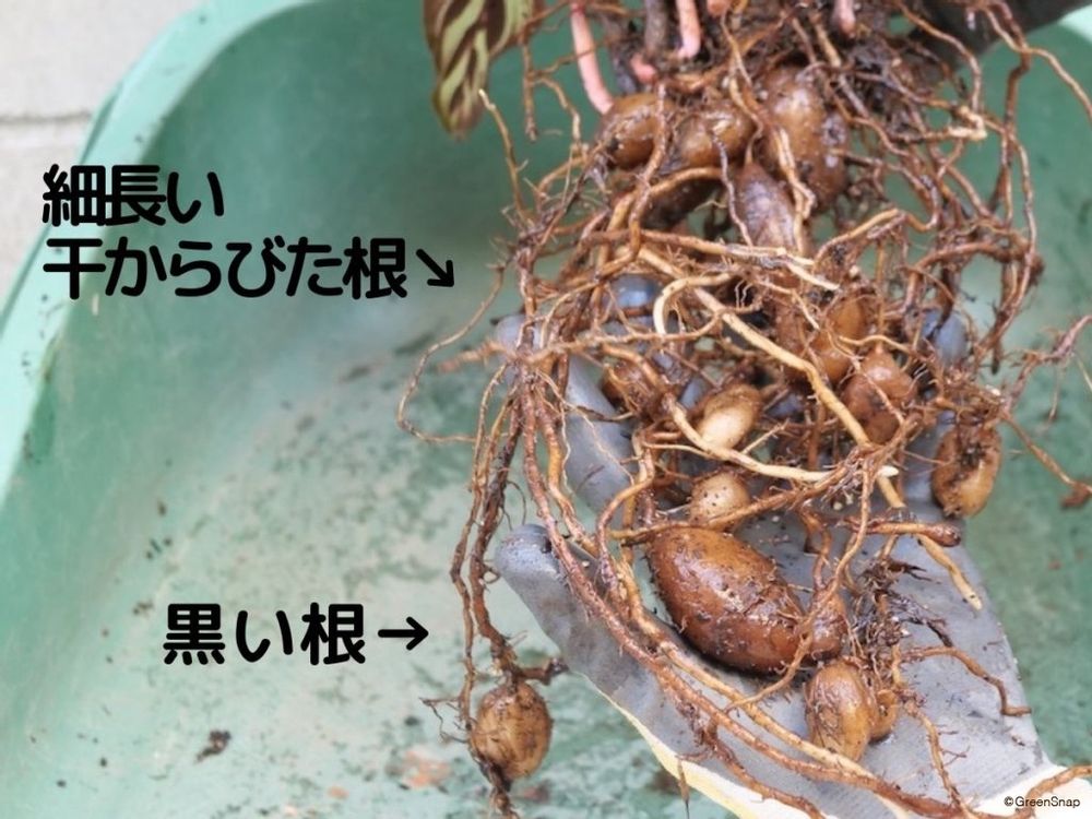 観葉植物 植え替え 傷んだ根を取り除く
