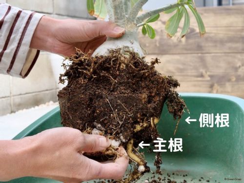 観葉植物の植え替え 時期はいつ 植え替え後の水やりのコツは Greensnap グリーンスナップ