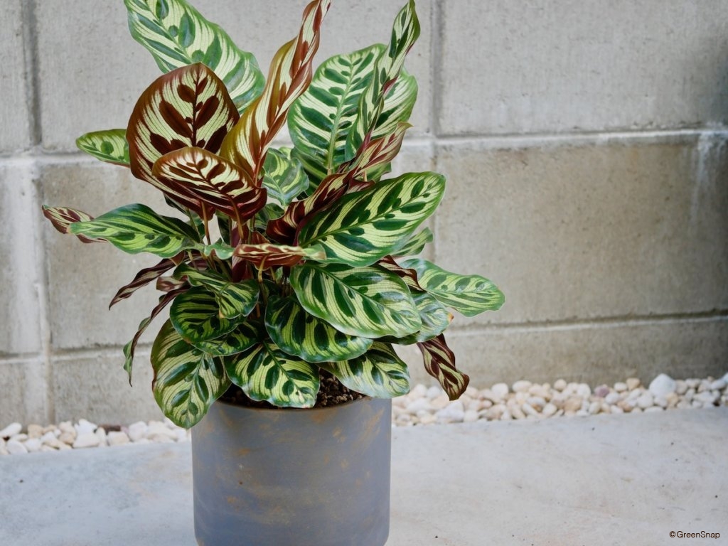 観葉植物 植え替え 最後に水やりをして完了