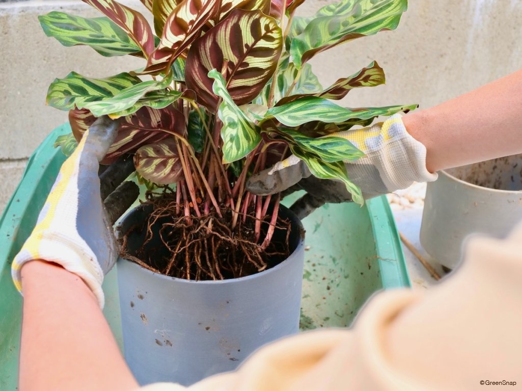 観葉植物 植え替え 新しい鉢に観葉植物をすえる