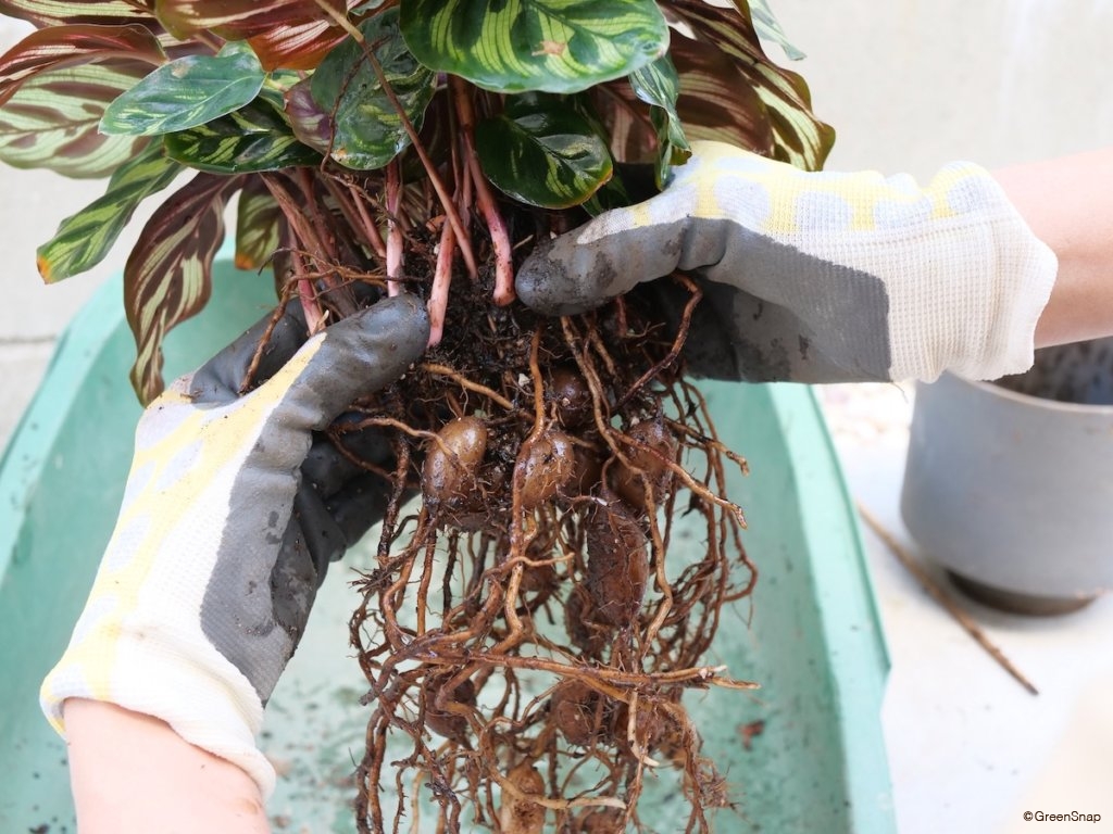 観葉植物 株分け