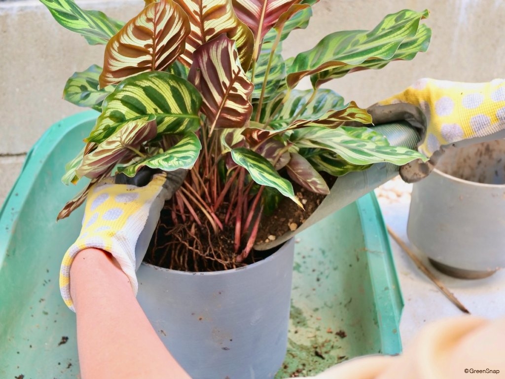 観葉植物 植え替え 土をすきまにいれていく