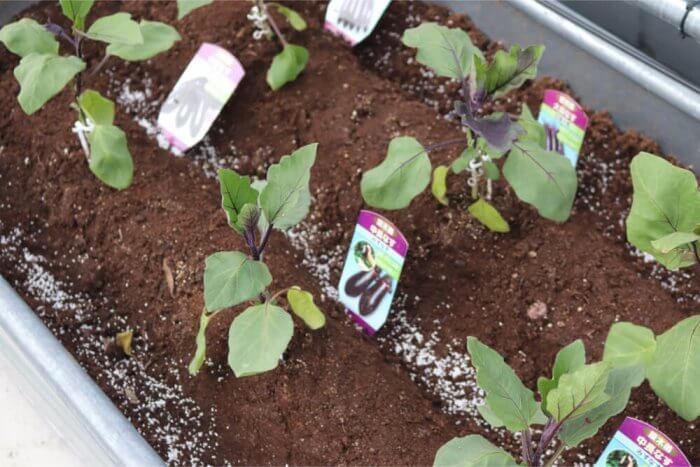 ナスの育て方 植える時期はいつ 剪定のコツは 初心者でも栽培できる Greensnap グリーンスナップ