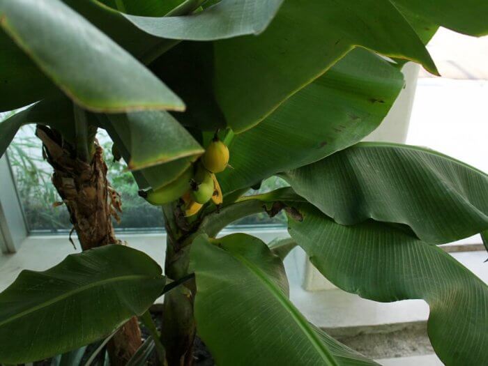バナナの木の育て方 肥料の与え方や収穫時期は 家でも栽培できる Greensnap グリーンスナップ