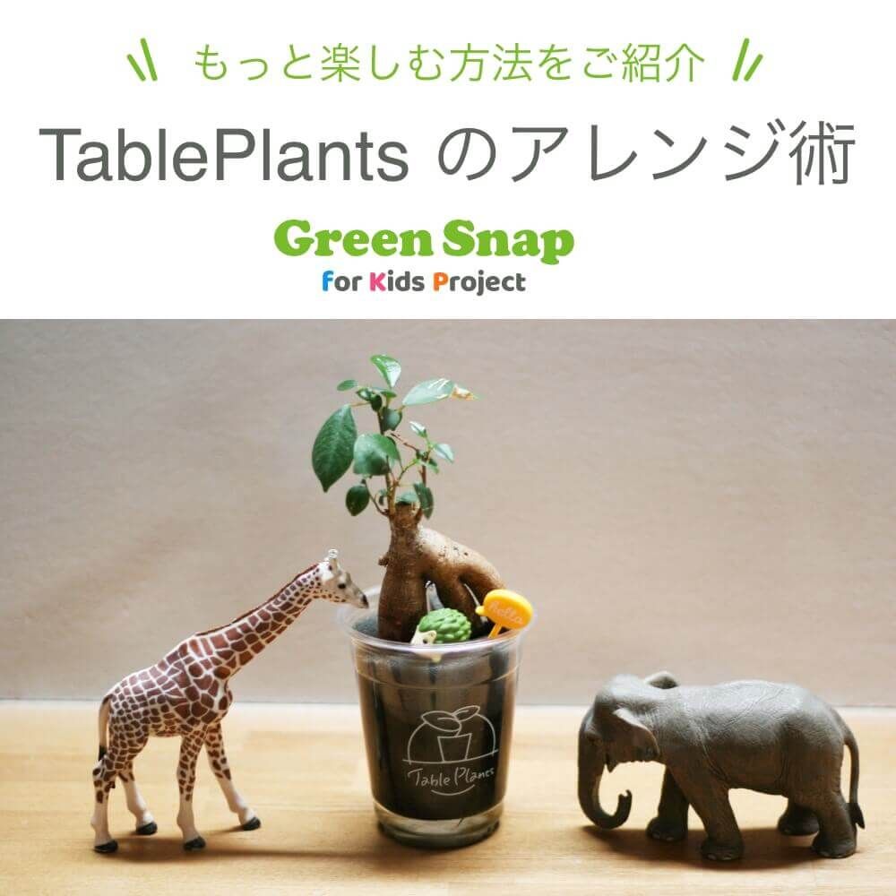 土を使わない観葉植物Table Plantsを何倍も楽しむアレンジ術
