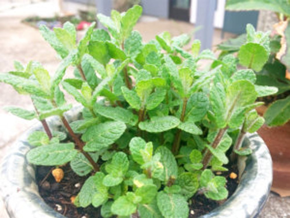 アップルミント　鉢植え