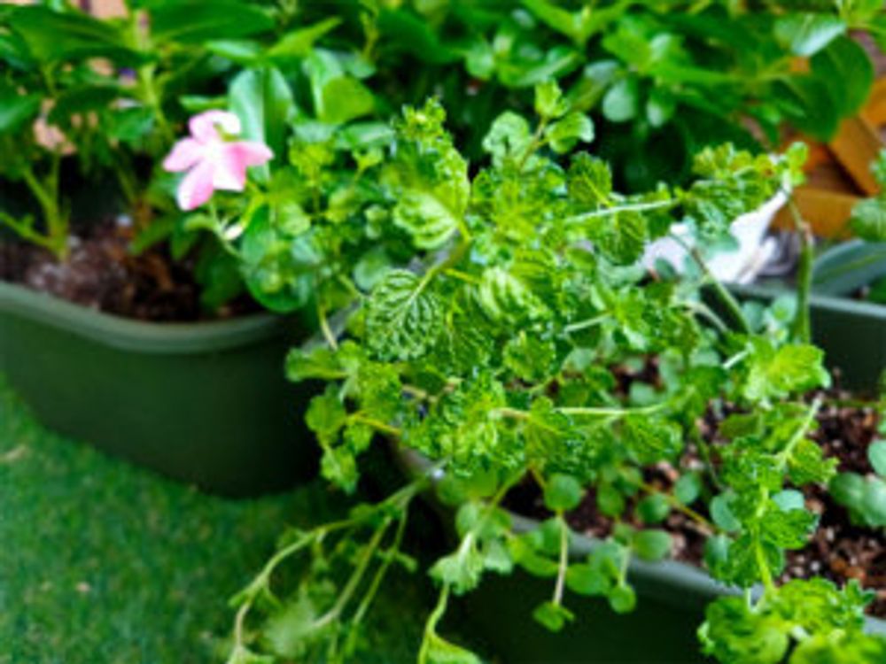 カーリーミント