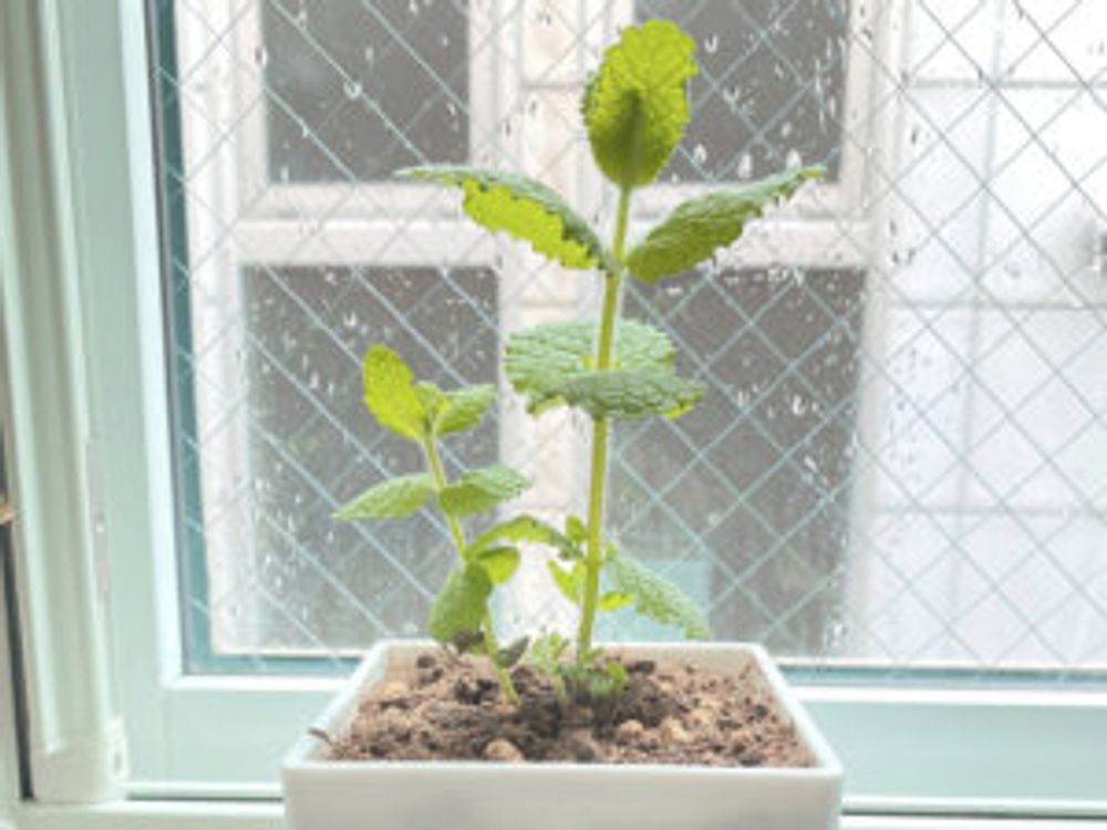 アップルミント　鉢植え 室内