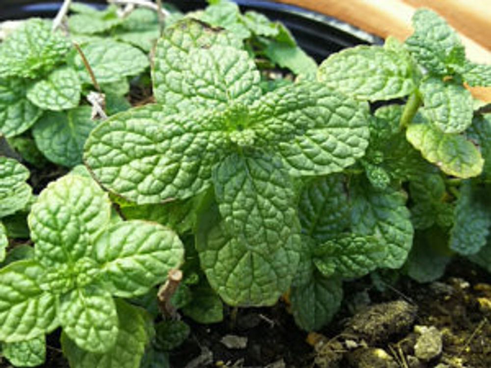 アップルミント　アップ