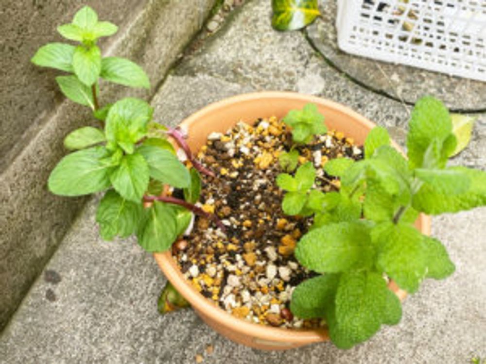 ミント　鉢植え　屋外