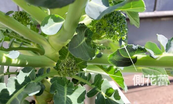 ブロッコリー GSオリジナル