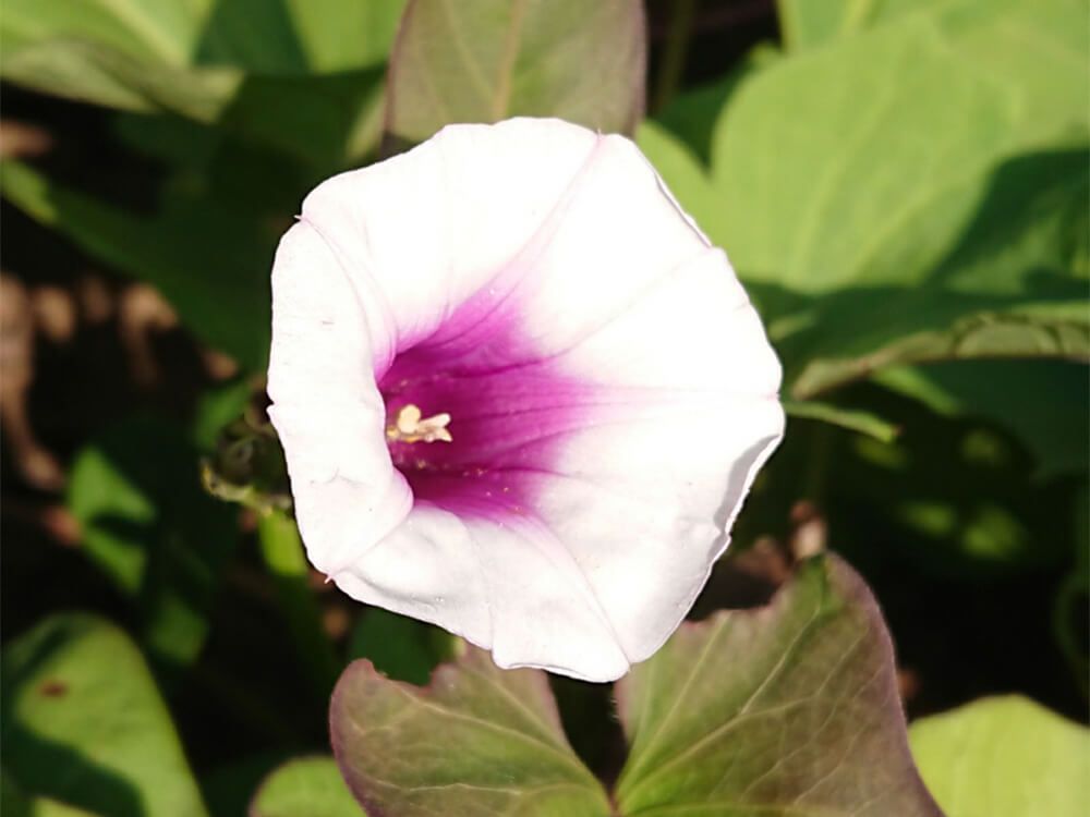 サツマイモ　花