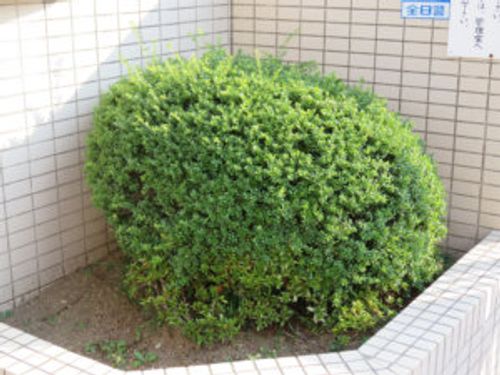 イヌツゲの育て方 剪定の時期や方法 挿し木での増やし方は Greensnap グリーンスナップ イヌツゲの育て方 剪定の時期や方法 挿し木での増やし方は Greensnap グリーンスナップ