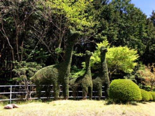 イヌツゲの育て方 剪定の時期や方法 挿し木での増やし方は Greensnap グリーンスナップ イヌツゲの育て方 剪定の時期や方法 挿し木での増やし方は Greensnap グリーンスナップ