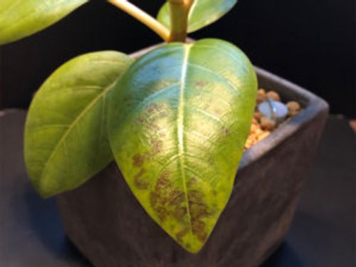 イヌツゲの育て方 剪定の時期や方法 挿し木での増やし方は Greensnap グリーンスナップ イヌツゲの育て方 剪定の時期や方法 挿し木での増やし方は Greensnap グリーンスナップ
