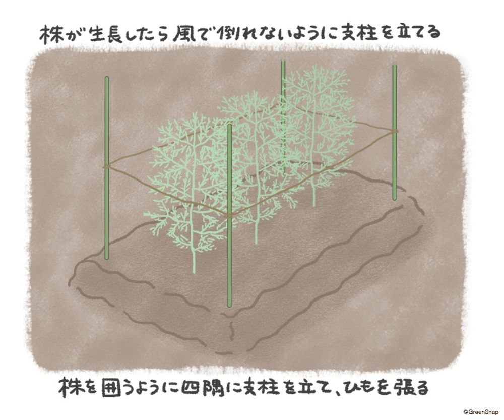 アスパラガス 支柱 イラスト