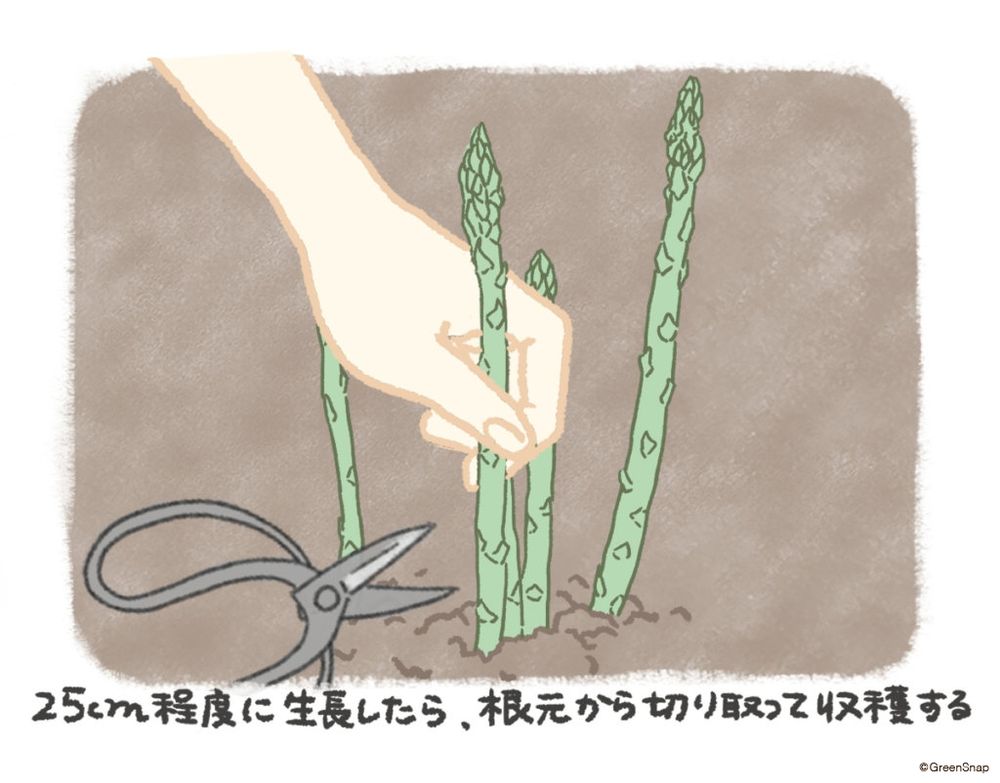 アスパラガス 収穫 イラスト