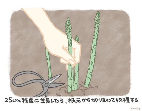 アスパラガスの栽培 育て方 初心者でも収穫できる プランター栽培は可能 Greensnap グリーンスナップ