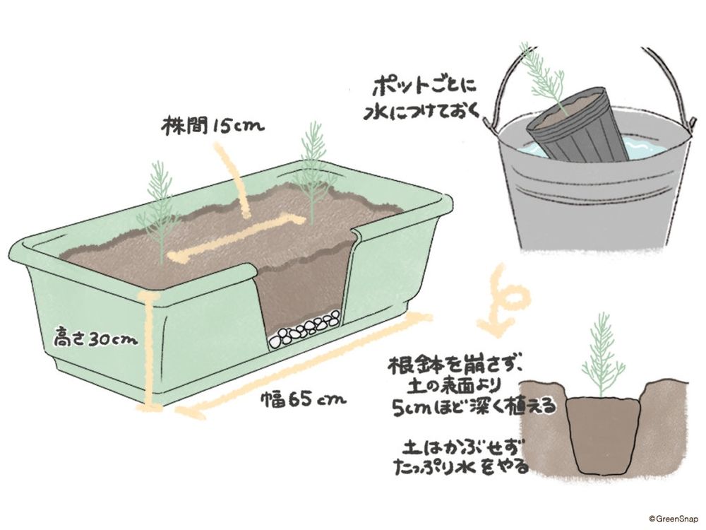 アスパラガス 植え付け プランター イラスト