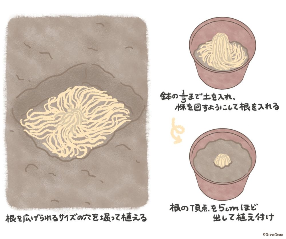 アスパラガス 植え付け 根株 イラスト