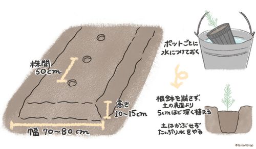 アスパラガスの栽培 育て方 初心者でも収穫できる プランター栽培は可能 Greensnap グリーンスナップ