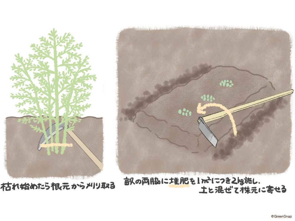 アスパラガス 冬越し イラスト