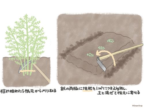 アスパラガスの栽培 育て方 初心者でも収穫できる プランター栽培は可能 Greensnap グリーンスナップ