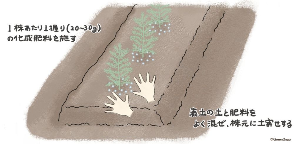 アスパラガス 肥料・追肥① イラスト