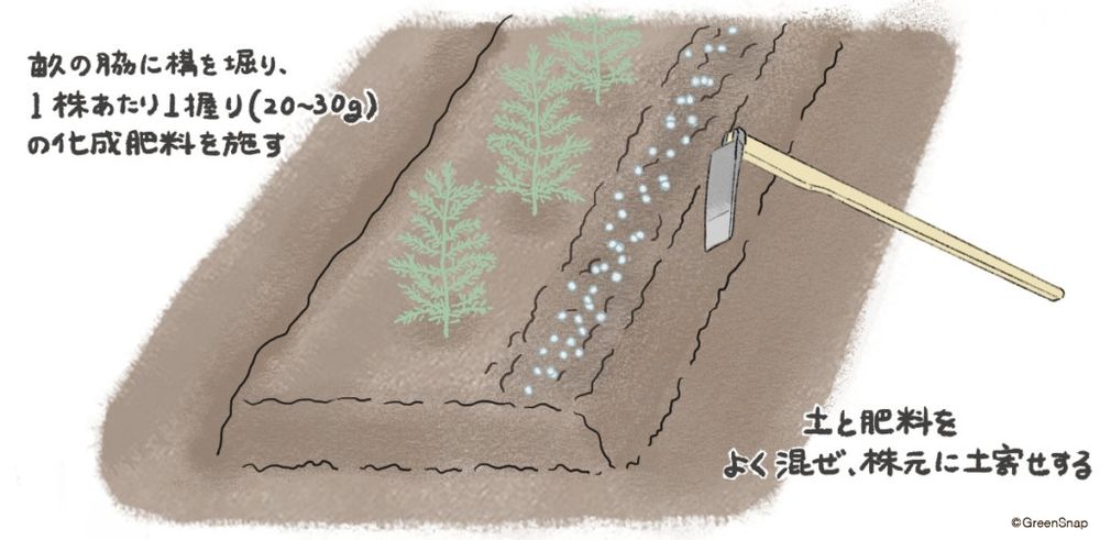 アスパラガス 肥料・追肥② イラスト