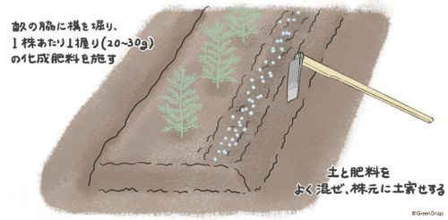 アスパラガスの栽培 育て方 初心者でも収穫できる プランター栽培は可能 Greensnap グリーンスナップ