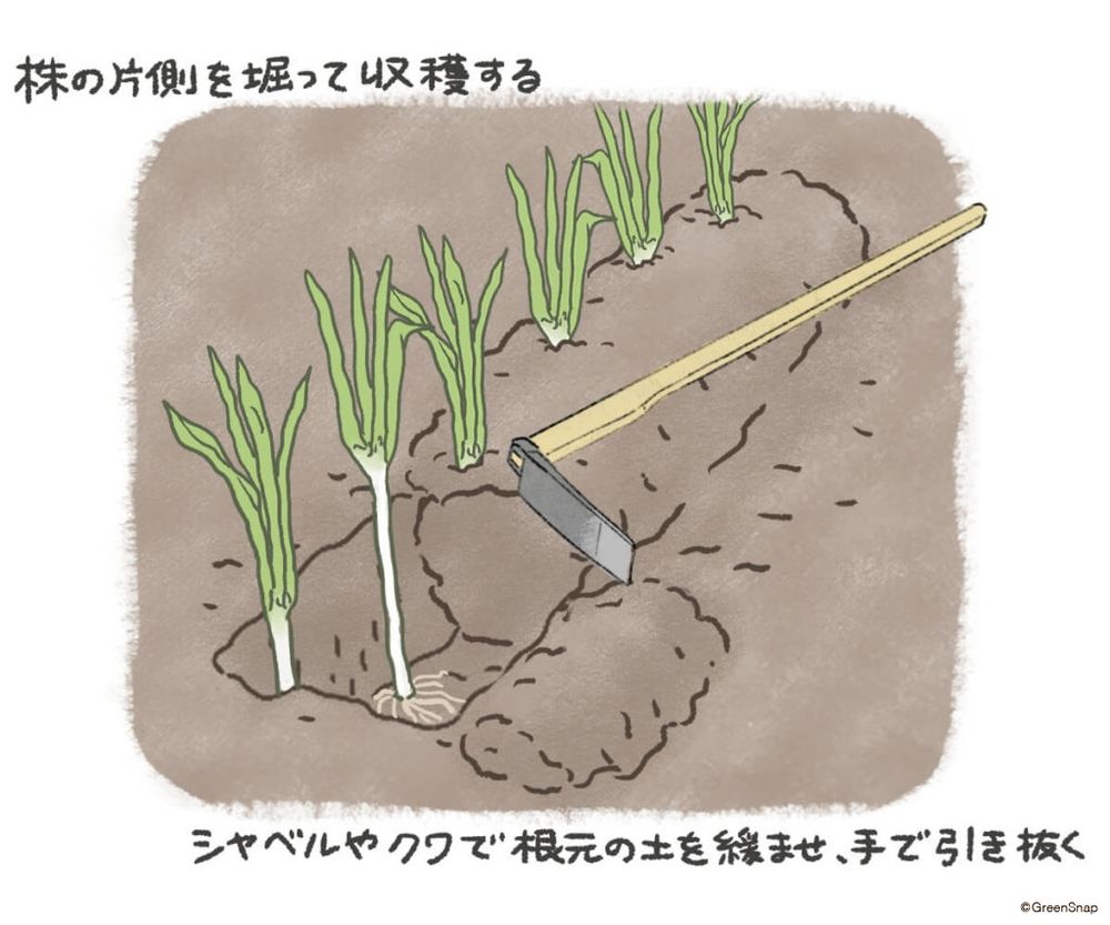 ネギ 収穫 イラスト