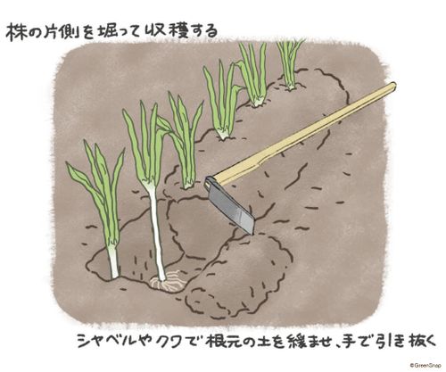 ネギの栽培 育て方 苗の植え方や収穫時期は 肥料や土寄せの方法は Greensnap グリーンスナップ