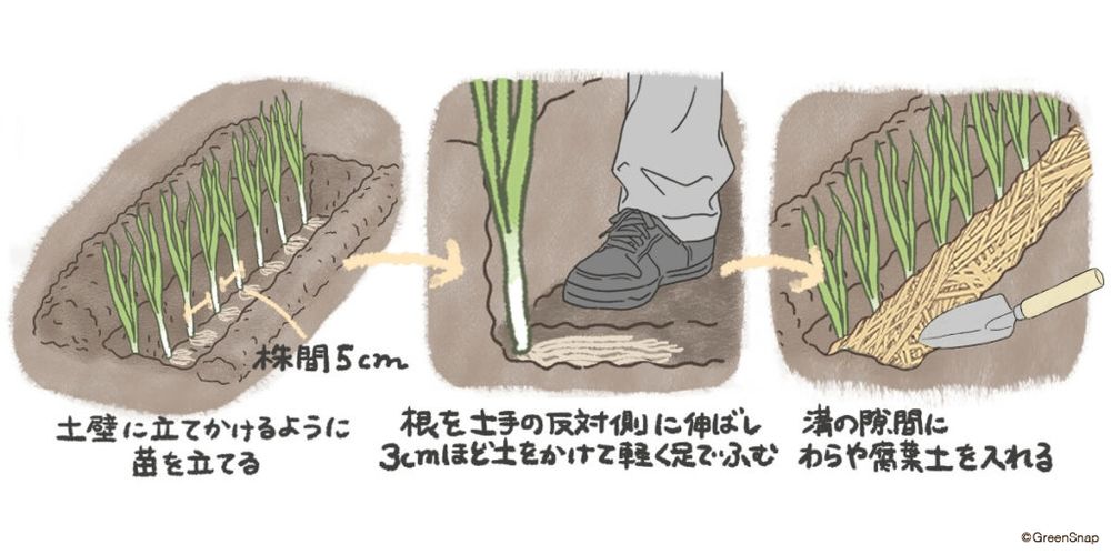 ネギ 植え付け 地植え イラスト