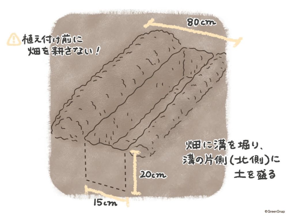 ネギ 植え付け準備 イラスト