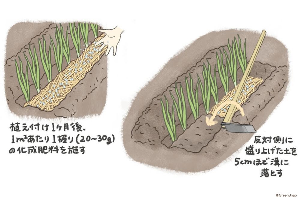 ネギ 追肥・土寄せ① イラスト