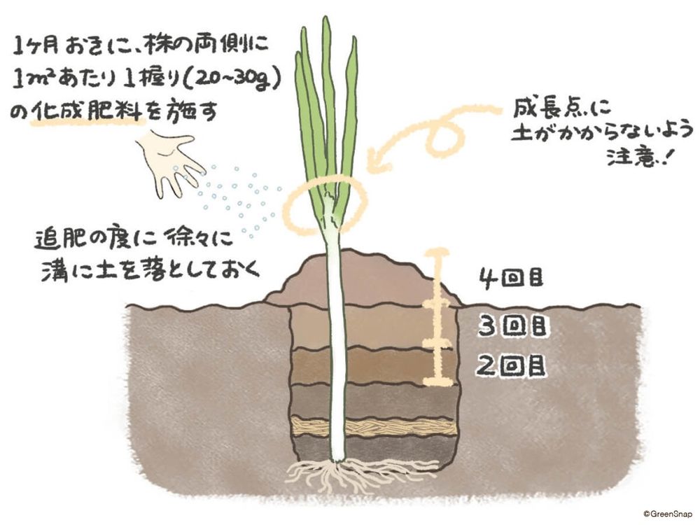 ネギ 追肥・土寄せ② イラスト