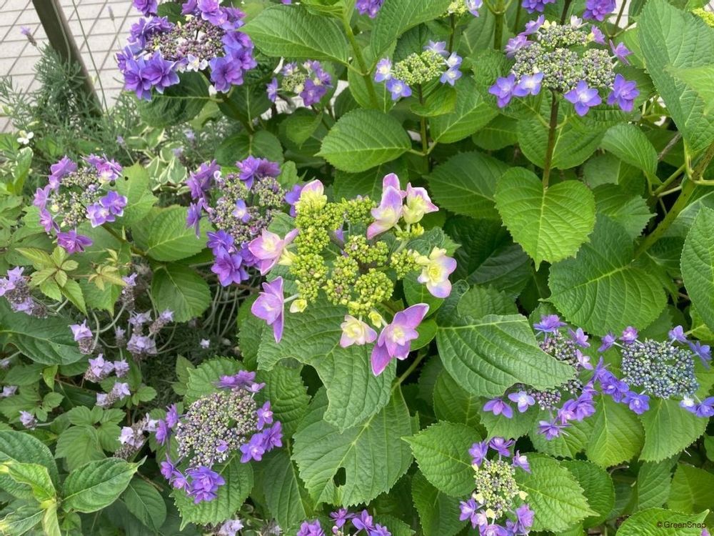 ガクアジサイ 咲き始め