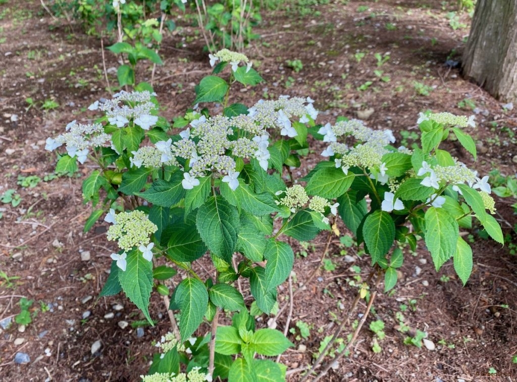 ガクアジサイ 地植え