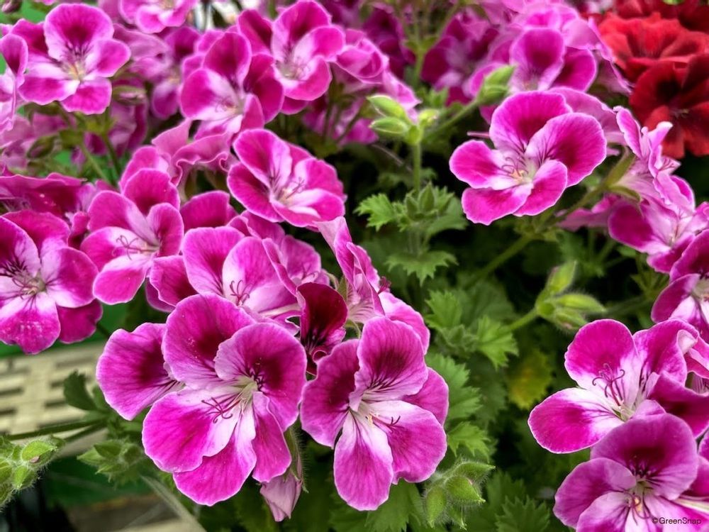 ゼラニウム 花 ピンク